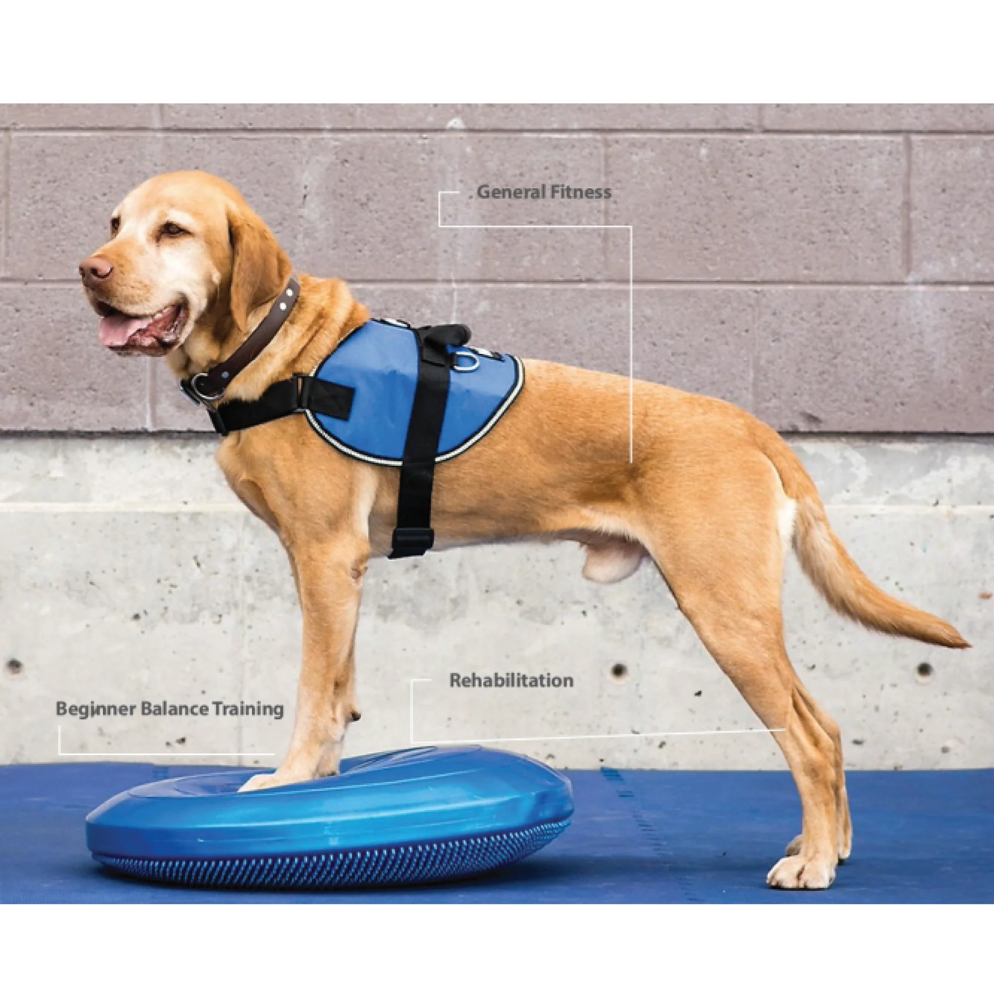 K9 fundamentaalne konditsioon