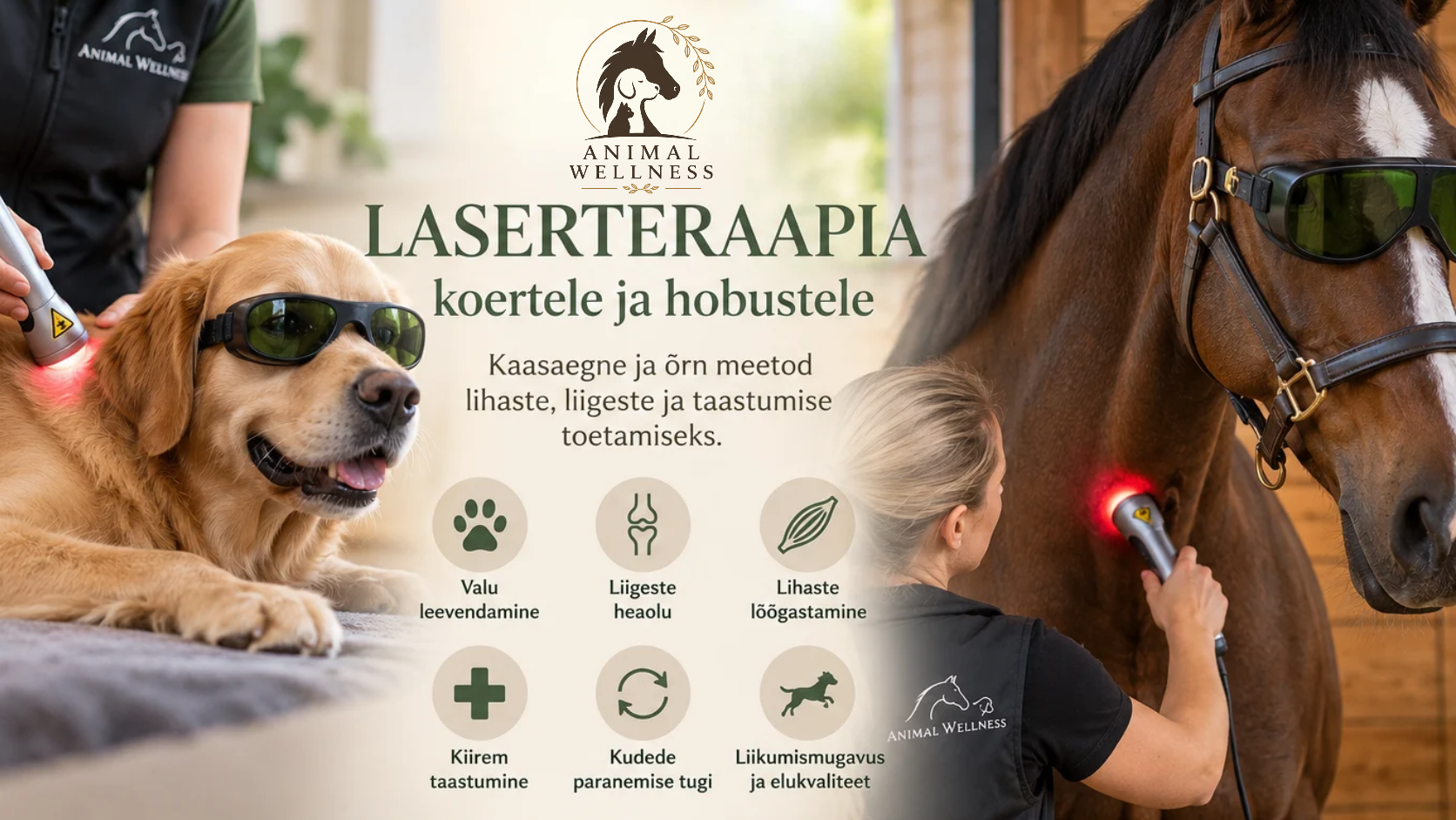 Laserteraapia koertele ja hobustele – kaasaegne tugi lihastele, liigestele ja taastumisele
